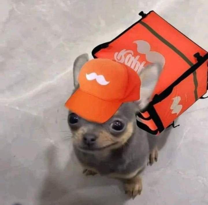 perritopanzon
